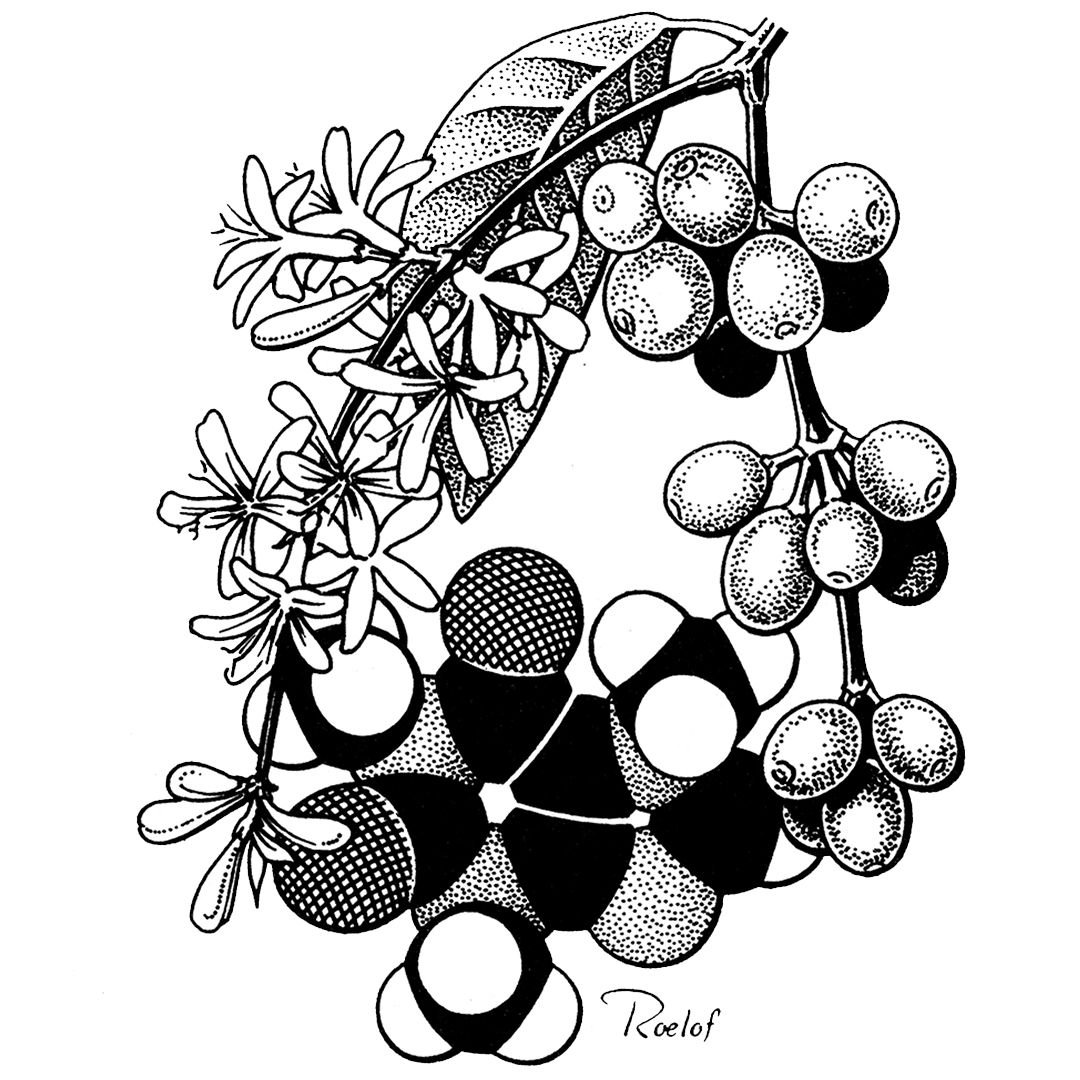 MuseumofNature's tweet photo. Reaching for your coffee a little extra this morning? Caffeine combats the #MondayBlues by blocking the effect of adenosine, a brain neurotransmitter that makes you sleepy. Learn more @ #BrainAtTheMuseum https://t.co/pVjijyTXSh 🖼️: Roelof (Ralph) Idema©Canadian Museum of Nature https://t.co/OpTt9jpO0p