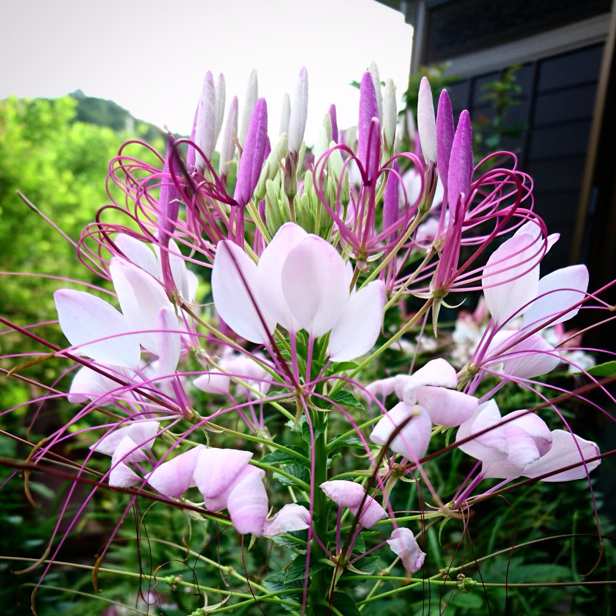 Kisaiya Sekiguchi 西洋風蝶草 別名 花魁花 酔蝶花 暗くなるにつれて薄紅に染まっていきます その様子が花魁ににているからとか 花の形が蝶に似ていて夕方から酔ったように染まるからとか 蕾からオシベがクルンと出ていて可愛いなぁ 庭の花の