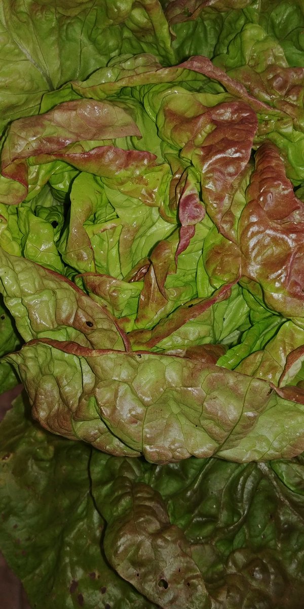 EtoileEstates's tweet photo. Sheer perfection #lettuce #organic #Halifax https://t.co/b45oAJaPGU