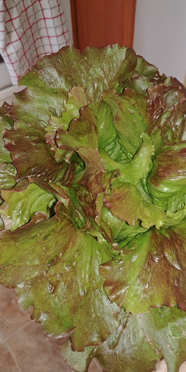 EtoileEstates's tweet photo. Sheer perfection #lettuce #organic #Halifax https://t.co/b45oAJaPGU