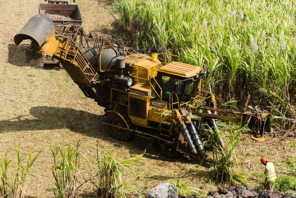 Au 4 août, la production a été de 75 827 tonnes de sucre a indiqué la Chambre d’Agriculture. Après 52 jours de roulaison, Alteo Limited, le premier producteur de sucre à Ile Maurice, est en tête avec 35 453 tonnes.  defimedia.info/agriculture-la…