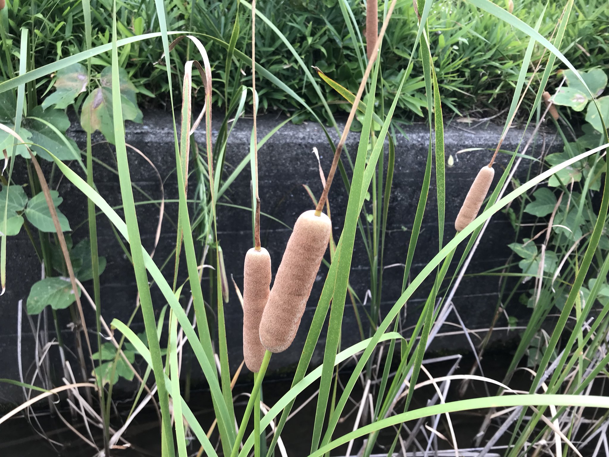 Tac ガマの穂 今の時期 ガマの穂に触ると手に黄色い花粉がつく 手に薄黄色のペンキをぬったようになる ここら辺では 3種類のガマがいる 花穂が30cmより大きな普通のガマ 10 15cm程のコガマとヒメガマ 写真1 2はヒメガマ 3 4はコガマ T