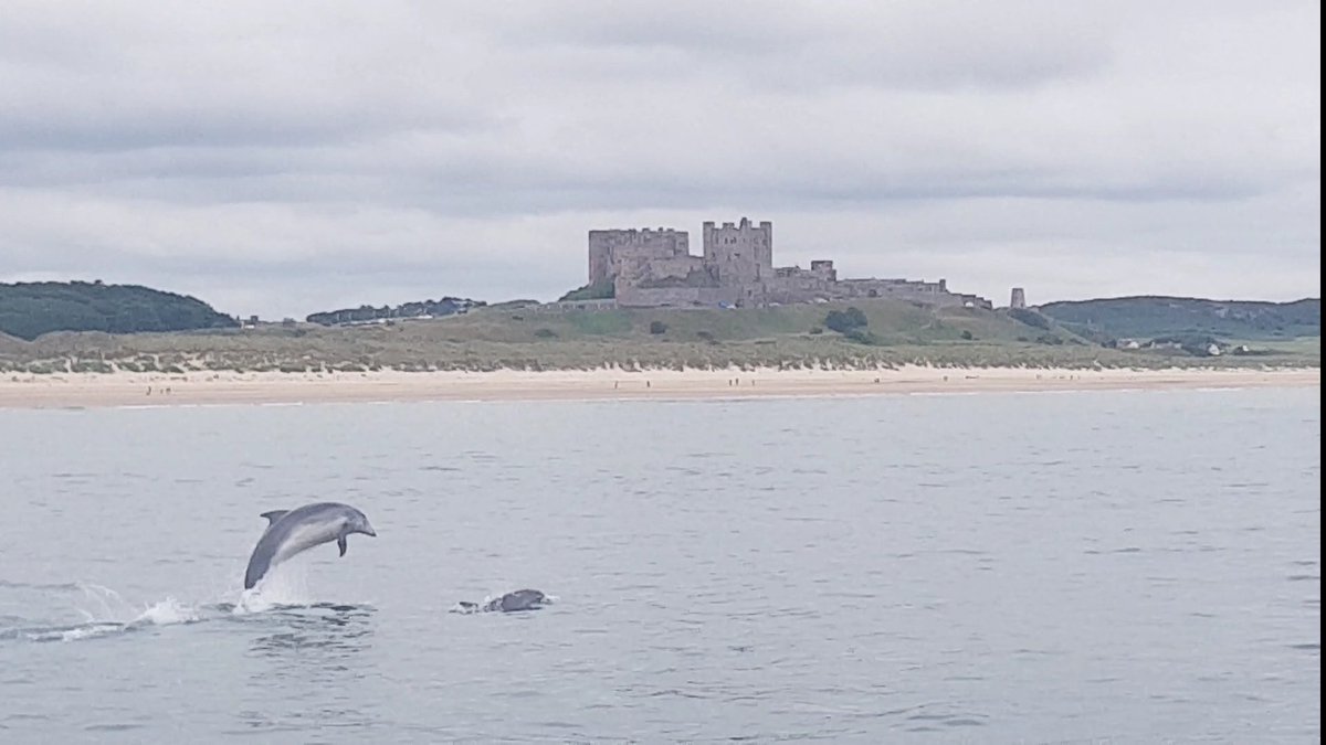 FINDING FINS

We doing a whale, dolphin, porpoise and seabird trip on Wednesday and Thursday at 11am if anyone is intrested. We are also limiting spaces on the boat so if you are interested please call the booking office Tel 01665 721667
