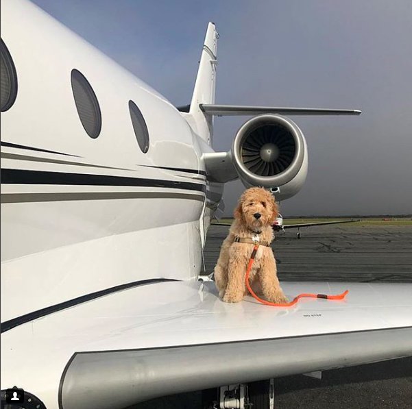 The world's greatest best friend deserves a #privatejet! (#Regram from /richdogsofinstagram) ✈️🐶❤️ #NATcharters #luxury