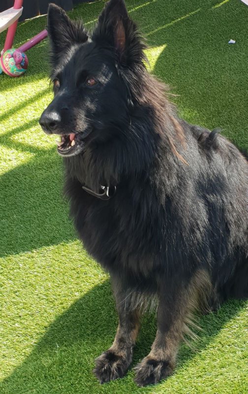 gsrescueelite's tweet photo. 6yr old Roxy can live with kids but she can be reactive to other #dogs so needs a home that can work with this 
#GermanShepherd 
#Hertfordshire 
https://t.co/ce4H4YXDes https://t.co/fuuTwgmJte