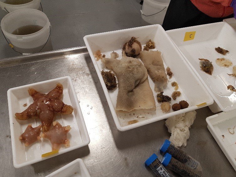 DeepSea_Sponges's tweet photo. Exploring food webs in boreoarctic #sponge grounds, with the 2018 SponGES #GOSars cruise now on the Schultz Massif. This is a stunning #seamount on the Arctic Mid-Atlantic ridge. Its summit is around 600 m deep, totally covered in sponges (1/5) @EU_ScienceHub @EU_MARE https://t.co/RSmSRqMHeK