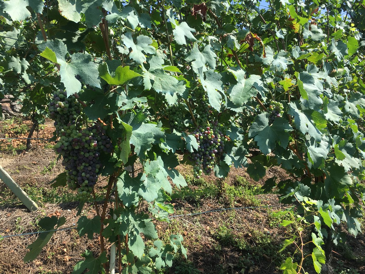 missaglia_sara's tweet photo. Triacca, Tenuta La Gatta: i benefici della viticoltura in montagna ⛰🍷 #aismilano #triacca #prestigio #valtellina #nebbiolodellealpi #ilgiustotempodelnebbiolo #consorziovinivaltellina #wine #winelover #winewriter #winetime #winetasting #wineblogger #sommlife #sommelierlife https://t.co/GS29c9wVjj