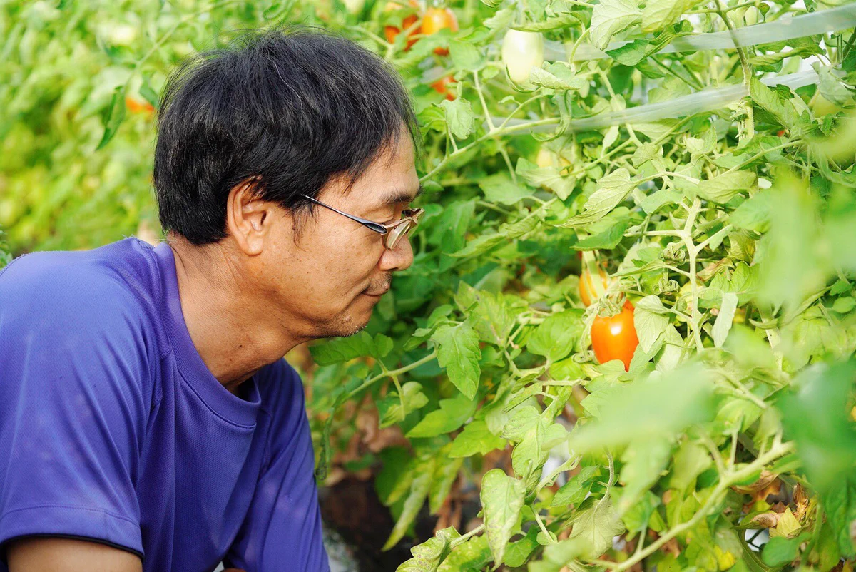 暑すぎてトマトが採れ過ぎる？岐阜県のトマト農家の嘆きが話題！