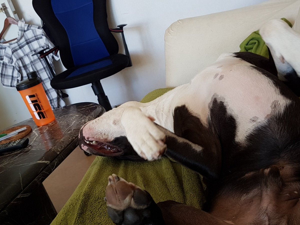 graafen85's tweet photo. #amstaff when rex is trying to take over the sofa and be abit what he thinks is sneaky https://t.co/5CwxSXGPGU