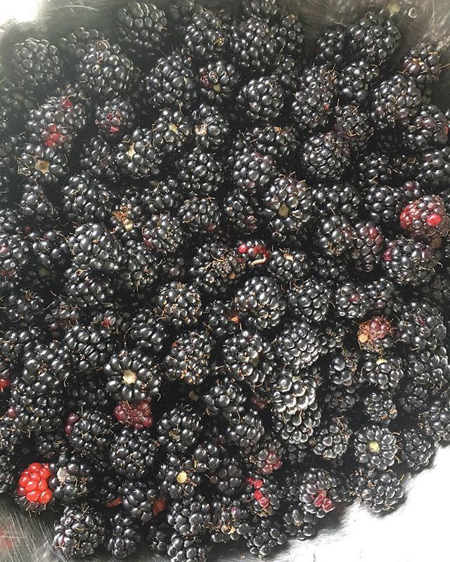 TB_artisan's tweet photo. The blackberries are very early this year - these will be made into Wild Bramble jam for our Blackberry macarons 
#blackberry #macarons #taylorandbennett https://t.co/WVMyi3HGR2 https://t.co/aFXJhKhUEn