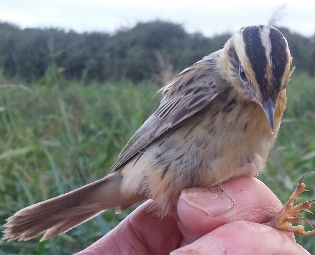 LittleseaObs's tweet photo. AQUATIC WARBLER trapped, ringed and released East Fleet, just west of Weymouth, Dorset at 0615 h this morning.  With thanks to Fred A. for the photos. https://t.co/rGwNoCU747