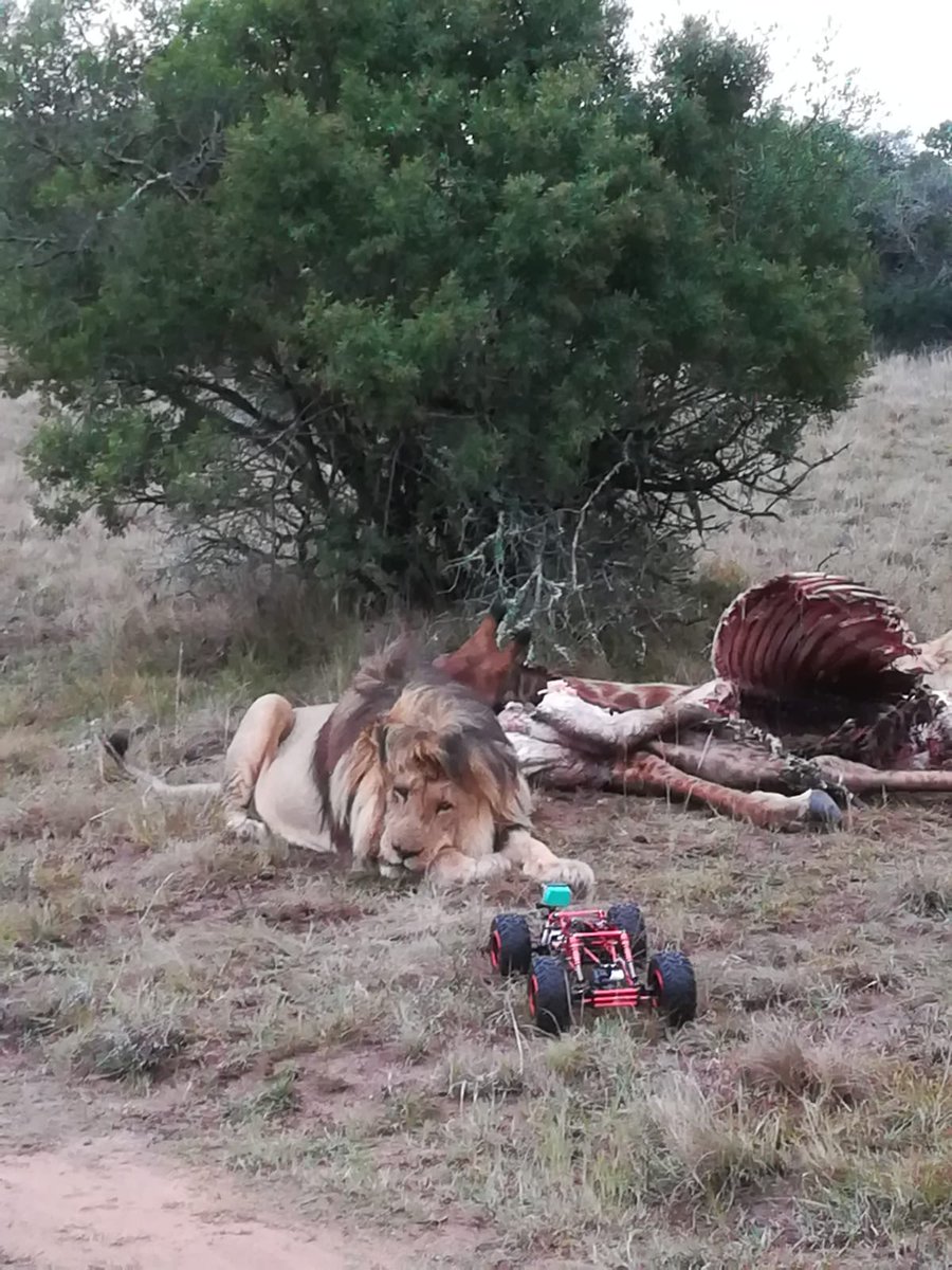 africa_media's tweet photo. Our #cubcam AKA Wall-E once again enters the #lion's feast!
🦁🦁🦁
#stayandwander #lion #carnivore #thestoryofwildafrica #Schotia #Wildlife #Safari #animals #circleoflife #feline https://t.co/vuFr66Fg8Y