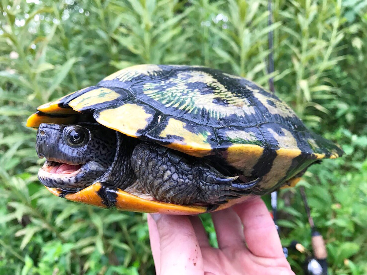 Gasagasa 水生生物採集 生物採集仲間から このカメなんだろう と連絡がありました たまたま私も先日 同系の個体を見つけ詳しい方に相談をしたばかりの種 新種 新たな 外来種 と一瞬ドキッとしつつ 判明したのは ミドリガメ Gasagasa 水生生物採集 生物採集仲間から このカメなんだろう と連絡がありました たまたま私も先日 同系の個体を見つけ詳しい方に相談をしたばかりの種 新種 新たな 外来種 と一瞬ドキッとしつつ 判明したのは ミドリガメ