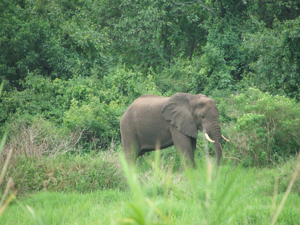 WCS RD Congo tweet media