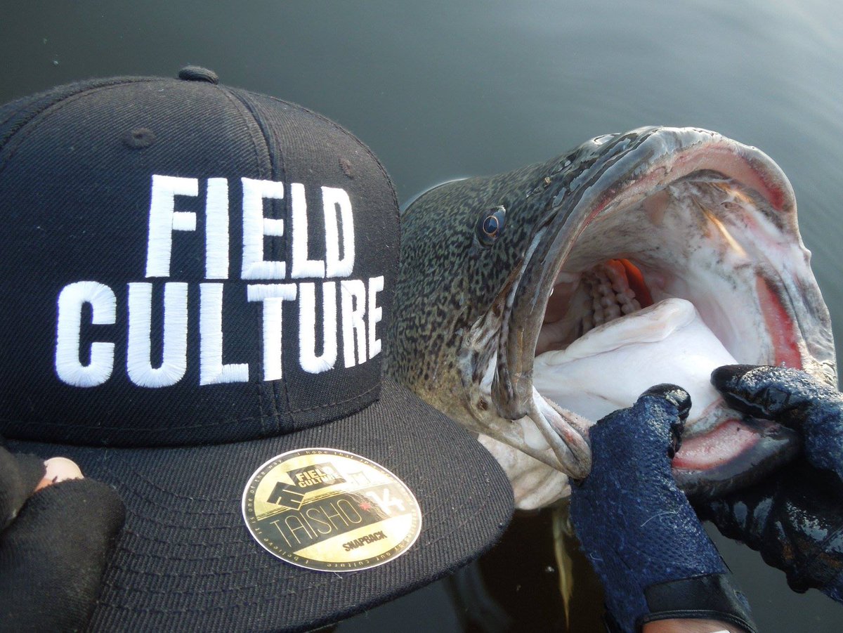 Shun 日豪生活 V Twitter これが世界の怪魚ハンター達を魅了する世界三大怪魚のマーレーコッド 特に今回のトリップで現れたのは誰もが夢見るメーターオーバーで40キロオーバーの記録魚サイズ 人の頭もスッポリと入りそう 日豪釣りチャンネル