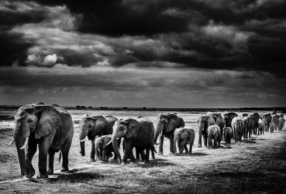 Accroissement des populations humaines et perte d’habitats naturels, hommes et éléphants sont en rivalité pour l’espace et la nourriture. Conséquences dramatiques : des animaux, déjà menacés ou en danger, tués par représailles ou pour éviter de futurs conflits <a href="/laurentbaheux/">Laurent Baheux Photo</a>