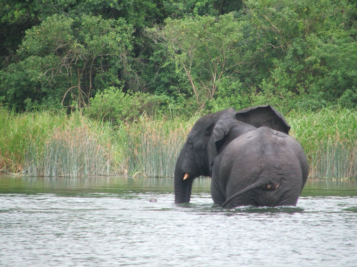 WCS RD Congo tweet media
