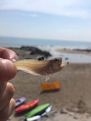 BBCCornwall's tweet photo. A woman has been airlifted to hospital after being stung by a #weever fish. @NewquayCRT were called to Bedruthan Steps on Sunday following reports of a woman suffering an allergic reaction to a sting - @DevonAirAmb flew the woman @RCHTWeCare https://t.co/3G8yz4ZifV