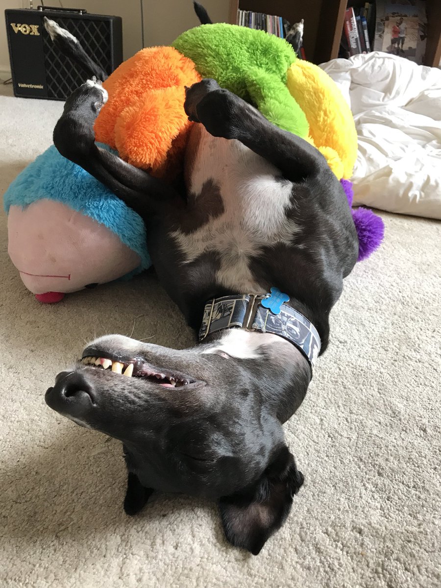 cuddlepillar greyhound