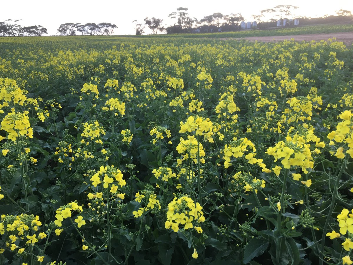Stingray canola starting to go yellow. 36 mm of rain in the last 10 day has help.  92 mm ytd. Good rotation has help