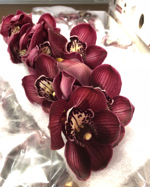 Magnificent #Cymbidium -  variety #HotPortWiri ! a range of delicious berry reds are available for a luxurious feel.  Running for the next few weeks, 8 & 10 stem grades mainly. #weddingflowers #redflowers #orchid #newzealandbloom #webshop #buybloom