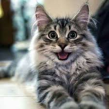 I see the ex who dumped me yrs ago at my #highschoolProm 
He's a portly, #baldingDork with random exzema &amp; a fresh #Bankrupcy
Yep
This is my #IveNeverFeltSoAlive! face