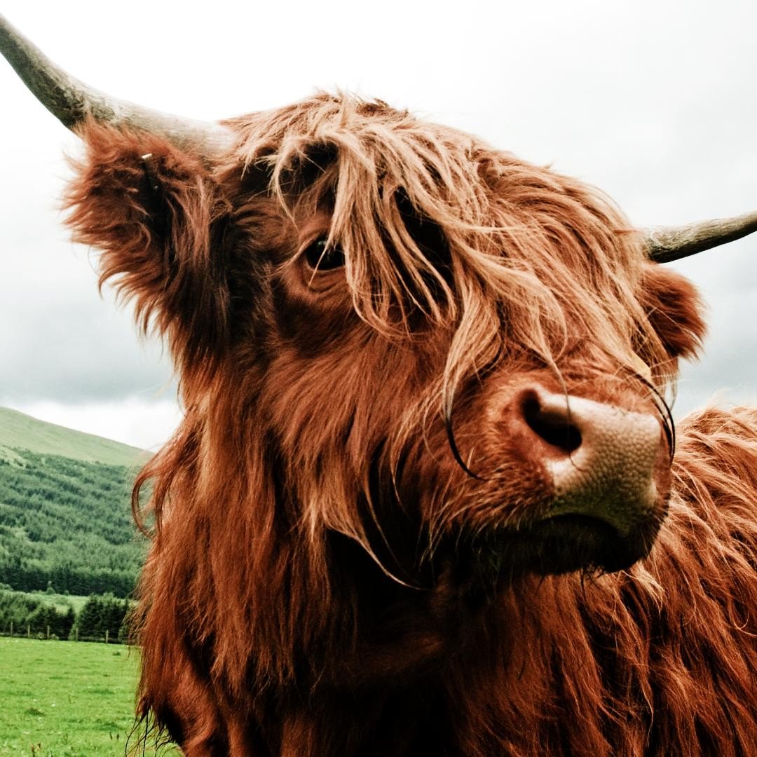 Londranews على تويتر Vi Presento Pauline Una Mucca Scozzese Delle Highlands Scozia Granbretagna Animali Bestiame Https T Co Ijkx4nae5u Https T Co 0f93qfilpu