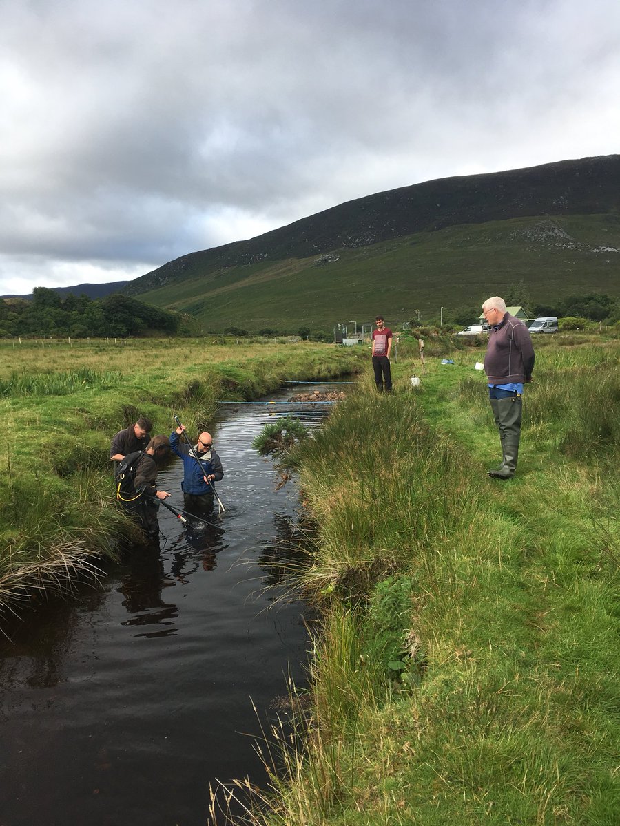 AUGUST: combining  #burrishooleLTER annual electro fishing surveys (28 years running) with density quantification for the experimental section of the Srahrevagh river where several experiments are running. 2 sites down, 41 to go  @MarineInst  #salmon  #trout  @FishEcoEvo  #fishSci