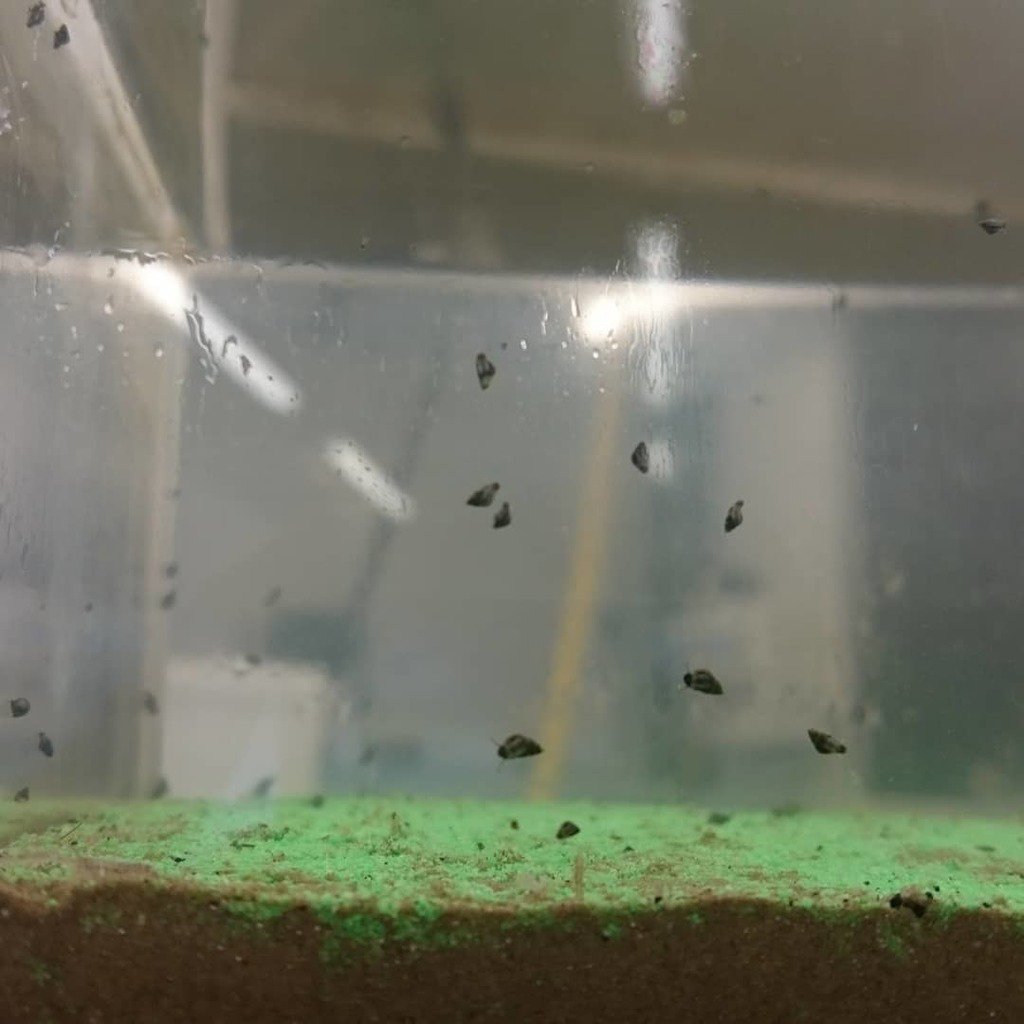 SeafloorScience's tweet photo. Check out how many Hydrobia mud snails I have in my aquaria! They're taking over! At least they are keeping the sides free of algae so I can check in on what's happening to the #bioturbation!
πππππ
#sedimentuncovered #hydrobia #mudsnail #snail #h⦠https://t.co/rU05wtAl23 https://t.co/BU53m8xreL