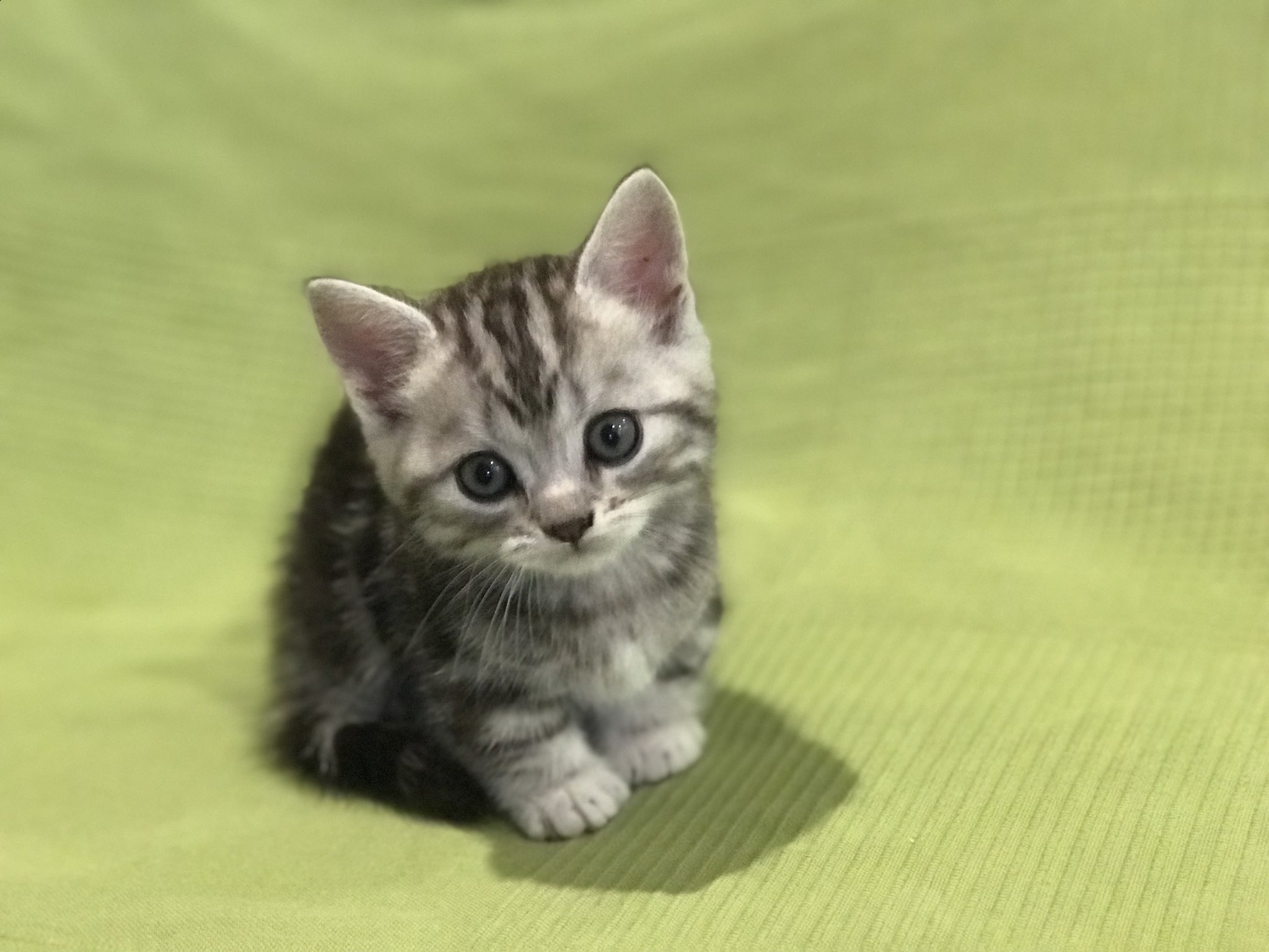 Blue Star En Twitter シルバータビーのマンチカンの男の子 シャイで甘えん坊さん Cats Catlovers Catstagram こねこ ねこ マンチカン マンチカン子猫 Kitty 猫 猫ブリーダー直販 那須高原 かわいい子猫 T Co 9uf2xrhbkd Twitter