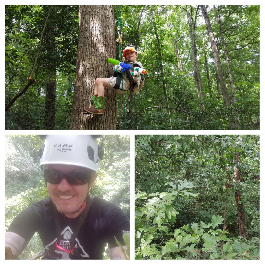 TheWanderingArb's tweet image. Rigby and I decided to have some #arboreal adventures yesterday.  #ExploreTrees #FutureArborist