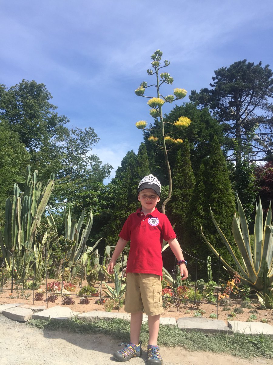 MrsMcWade's tweet photo. Took a break from the Spring Garden Children’s festival yesterday to check out @AgaveHali #princedrake https://t.co/PejvoXbDJF