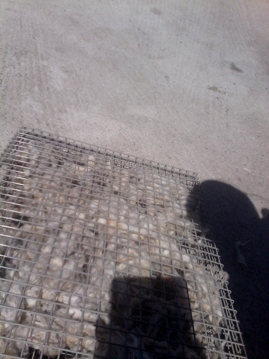 roxannecroche's tweet image. More #washedwool #sheepwool #rawsheepfleece