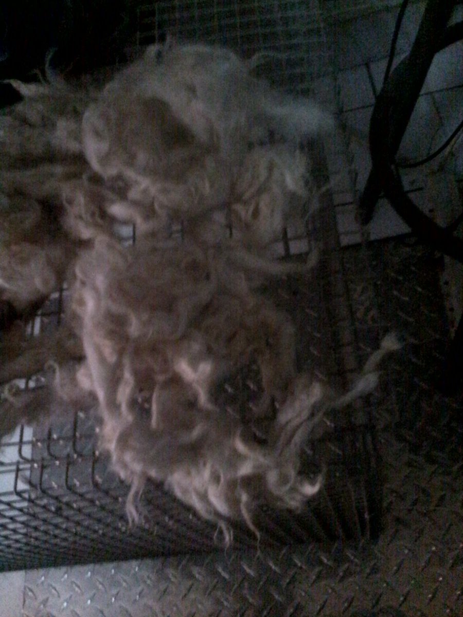 roxannecroche's tweet image. More #washedwool #sheepwool #rawsheepfleece