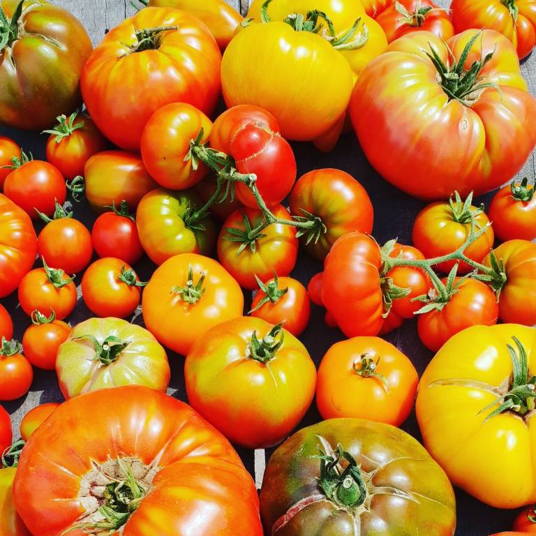 Tomaten proeven bij Stadstuinderij Piushaven tilburgsekoerier.nl/wijknieuws/tom… #Tilburg