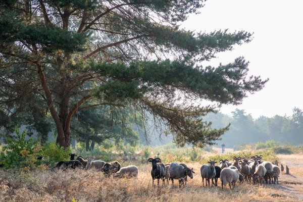 Twee weken geleden heeft schaapsherder Ben de Ruiter met zijn kudde van ongeveer 50 Drentse heideschapen een week lang de Krachtighuizerheide begraasd. Dit leverde vele positieve berichten en mooie plaatjes op, zoals deze twee van Co Grift. bit.ly/2P2fdiJ