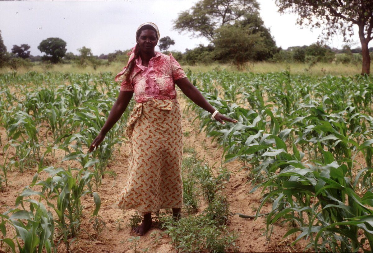 FAOUganda's tweet photo. Using @FAO’s #FarmerFieldSchools approach, >100,000 smallholder farmers & 1,500 maize-growing households, ~9 000 people in 15 districts of Uganda will receive 700pheromone traps, training & Personal Protective Equipment to foster their food security against #FallArmyworm https://t.co/xNrxJJtGy9