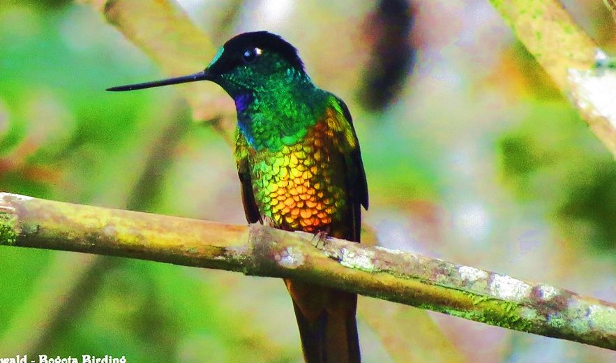 oswaldoaves's tweet photo. #FelizLunes con Muisca veintriDorado (Coeligena bonapartei) habitante de la cordillera oriental colombiana, utiliza  bosques de niebla y robledales como su hábitat. Su nido copa pequeña cubierta de líquenes, su flor favorita (Bomarea) 
#aves #Colibri  https://t.co/tMhe9ffDbT https://t.co/8z8AV30coR