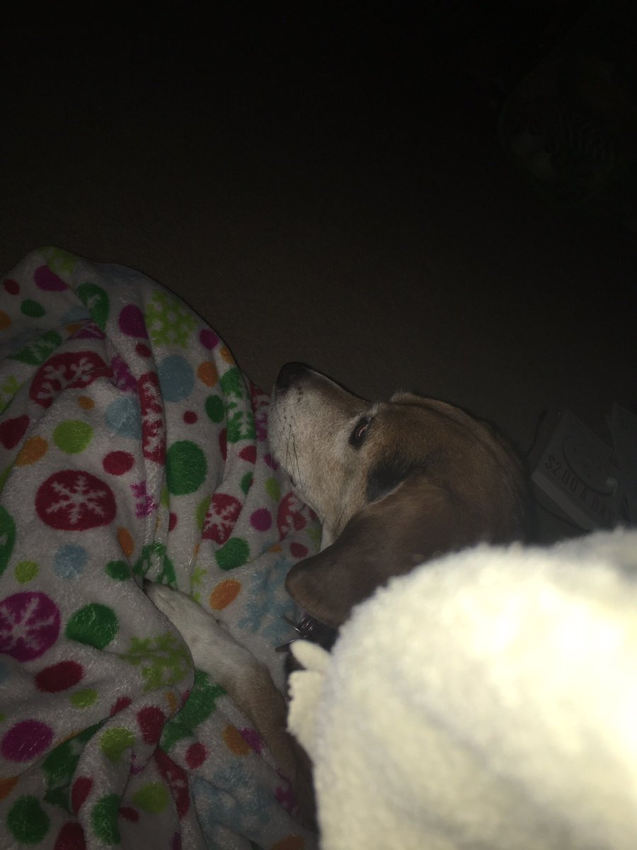kawaii_garbage's tweet photo. My dog sneaks into my room when it storms outside and I'm just saying it's been an eventful summer because of it lmao. https://t.co/hKw3dGRYge