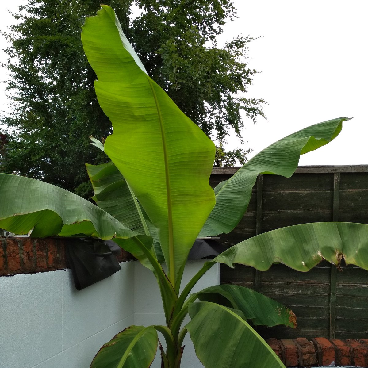 Ryan_Converge's tweet photo. Closest thing to a holiday this summer is growing bananas trees in out garden and pretending it's tropical 🙈 https://t.co/wKNIO4NkjA