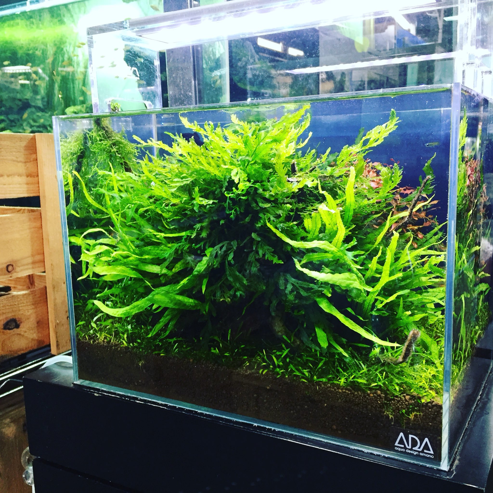 アクアテイク E アクアテイクイー 熱帯魚専門店 陰性水草中心の36 水槽 成長が緩やかな水草ばかりとはいえ 流石にそろそろトリミングが必要ですね アクアテイクe Aquatakee ボルビティス ミクロソリウムナローミニ クリプトコリネパルバ アクアテイク E アクアテイクイー 熱帯魚専門店 陰性水草中心の36 水槽 成長が緩やかな水草ばかりとはいえ 流石にそろそろトリミングが必要ですね アクアテイクe Aquatakee ボルビティス ミクロソリウムナローミニ クリプトコリネパルバ