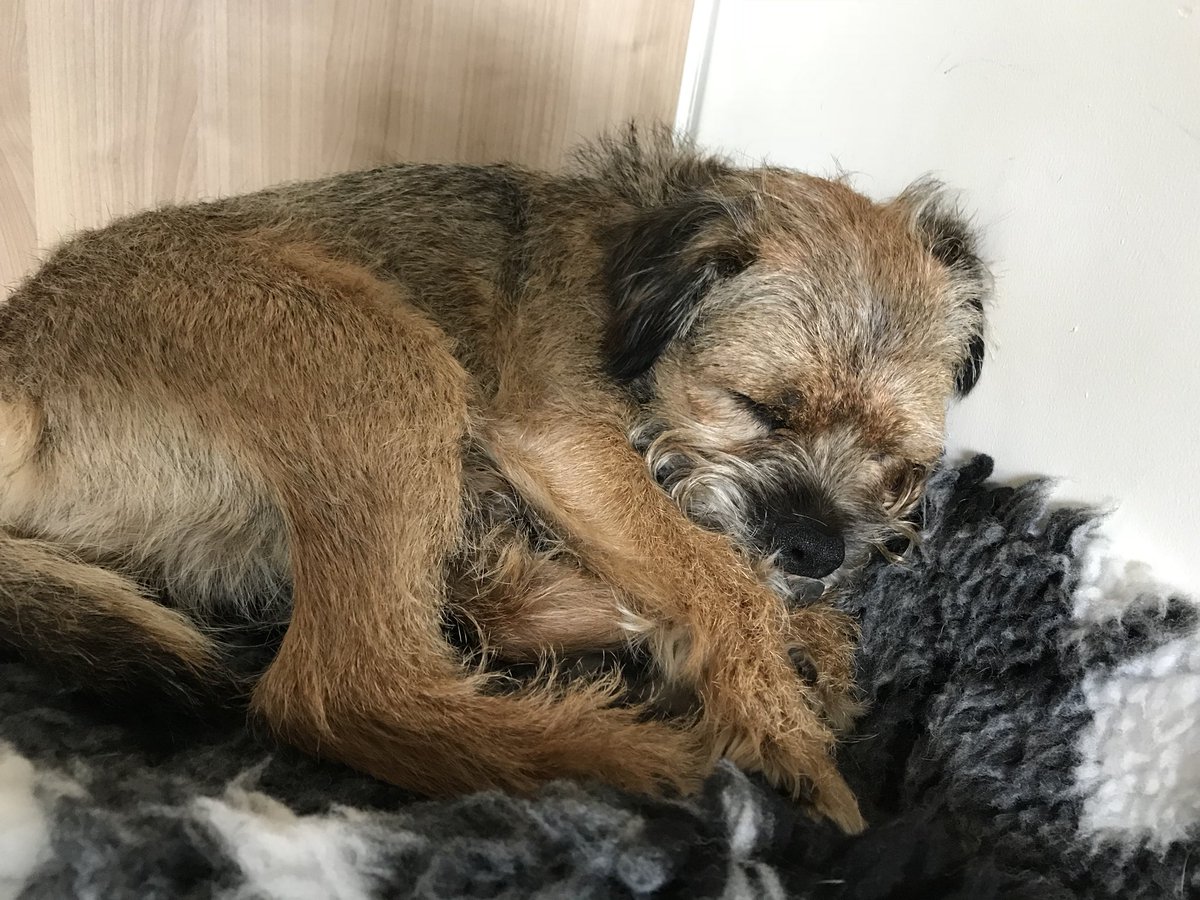 LimeOscar's tweet image. Always pals . . . even when I’m inspecting me eyelids! #techbt #officedog #importantthinkingtime 🤣😉🤣🐾