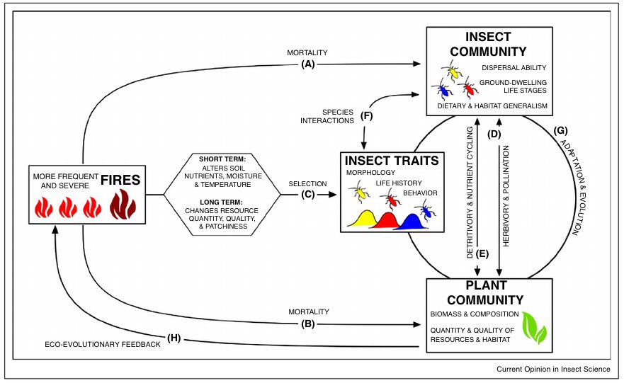 BUY CENTRAL CHOLINERGIC MECHANISMS AND