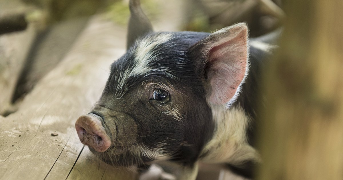 ASPCA's tweet photo. ACT NOW: the @USDA’s new rule will would allow pig slaughterhouses nationwide to operate without speed limits. Sign the petition to Secretary Perdue and ask him to drop this inhumane proposal once and for all: https://t.co/HTMTn50l2O PLEASE RT! https://t.co/TdsEMuE2I6