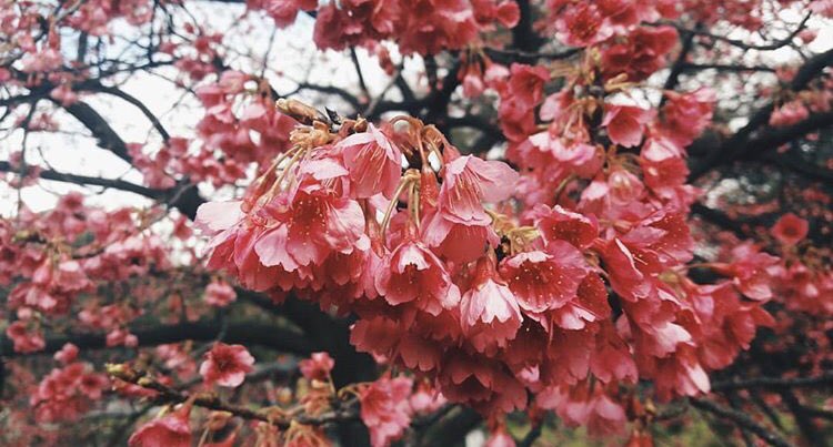 Rest. Jardin Japones tweet media