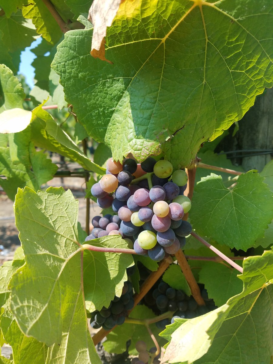MoreWineMaking tweet picture
