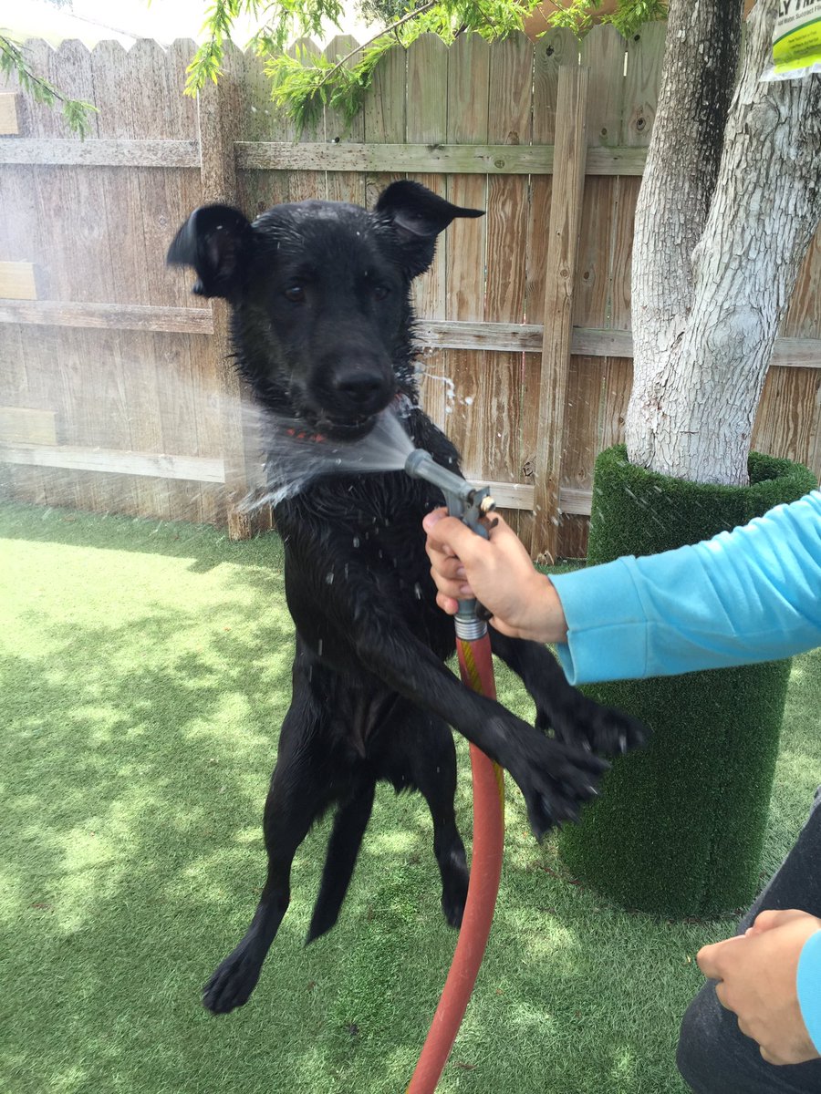 PPRNaples's tweet photo. Porter's here with a friendly reminder to always stay hydrated during play times! #petparadiseresort #petparadisenaples #labretriever #summer #hose #daycare https://t.co/qC1WLPB7NI