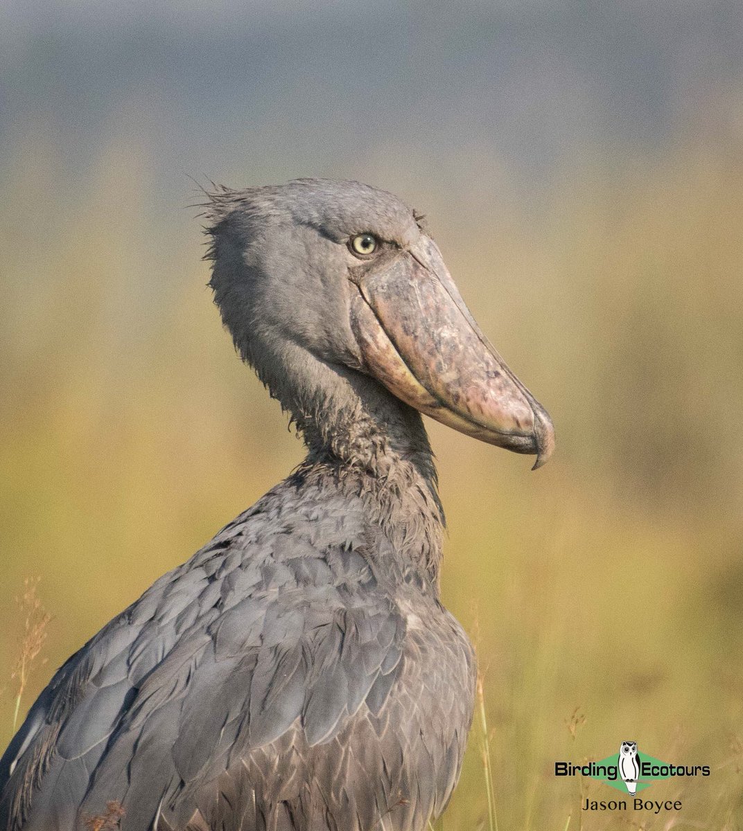 BirdingEcotours's tweet image. Go check out or #Facebook and #Instagram pages for our lates #UpdateFromTheField from @jbbirding on his #tour through #Uganda