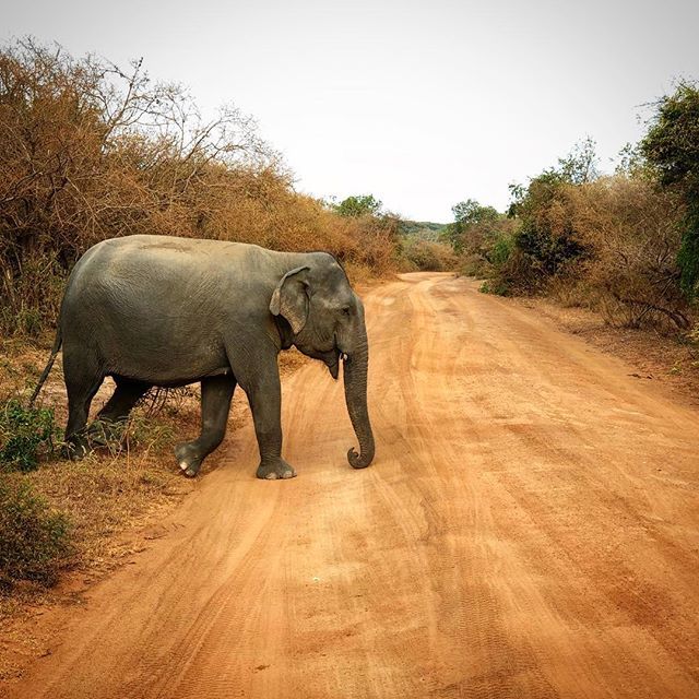Storm_Keating's tweet photo. Not every day you have to wait for an elephant to cross #srilanka #loveelephants #magnificentcreatures #yala #chenahuts #ugaescapes https://t.co/VD1AwcjM4H https://t.co/QjC1IpvHAR