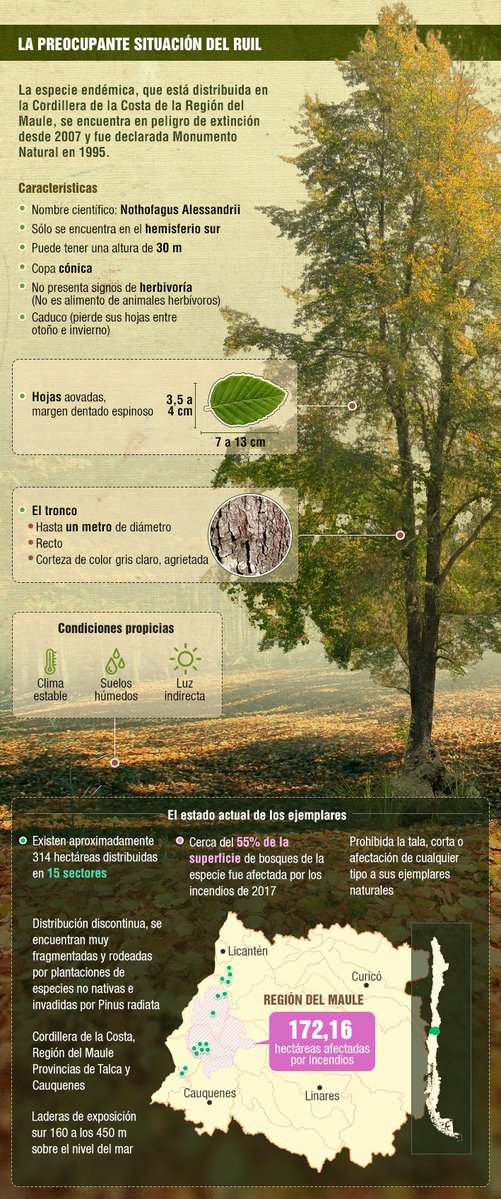 🌳El #ruil lucha por seguir en pie: la preocupante situación del #árbol endémico más amenazado de #Chile. Los #incendiosforestales provocaron graves daños, siendo esta especie una de las más afectadas. Comparte la infografía de <a href="/Emol/">Emol.com</a> 👉bit.ly/2OAmRQx #ConocerParaProteger